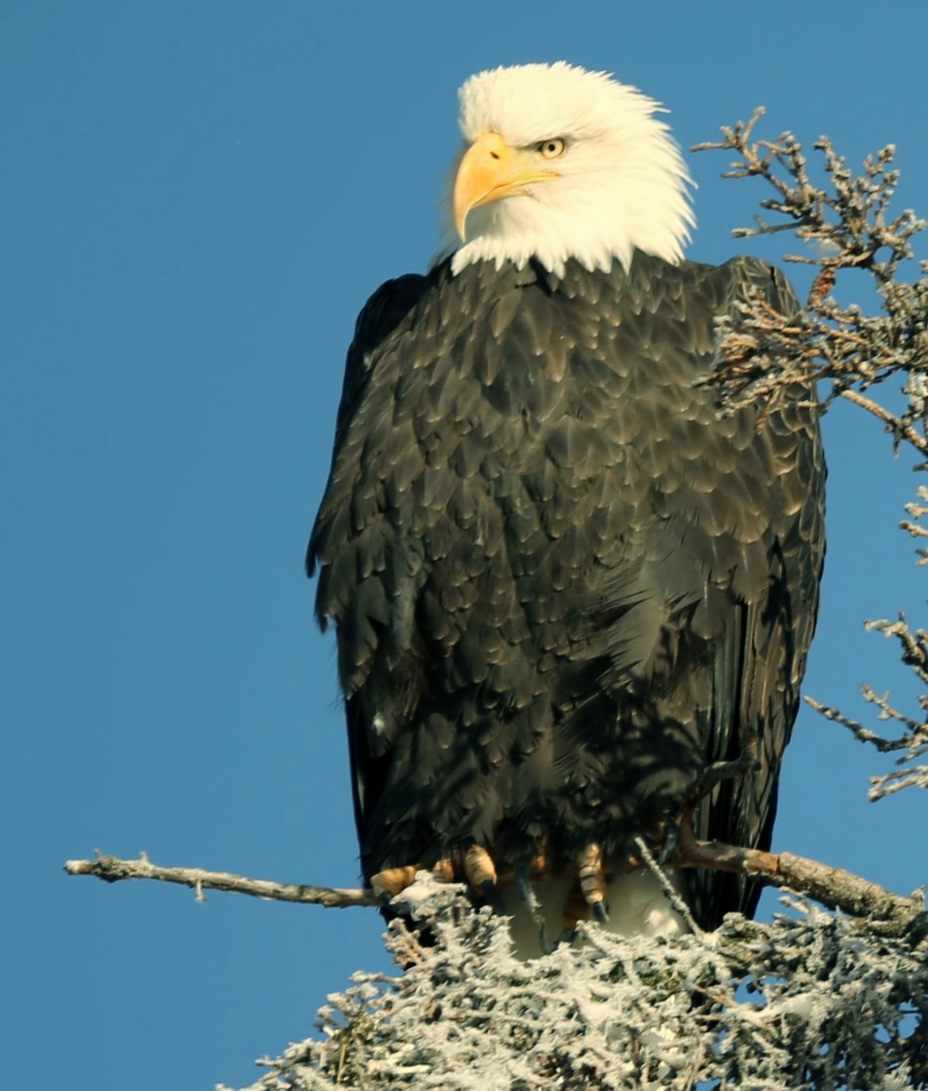 Bald Eagle: Symbol of America’s Strength and Freedom – Alaska ...