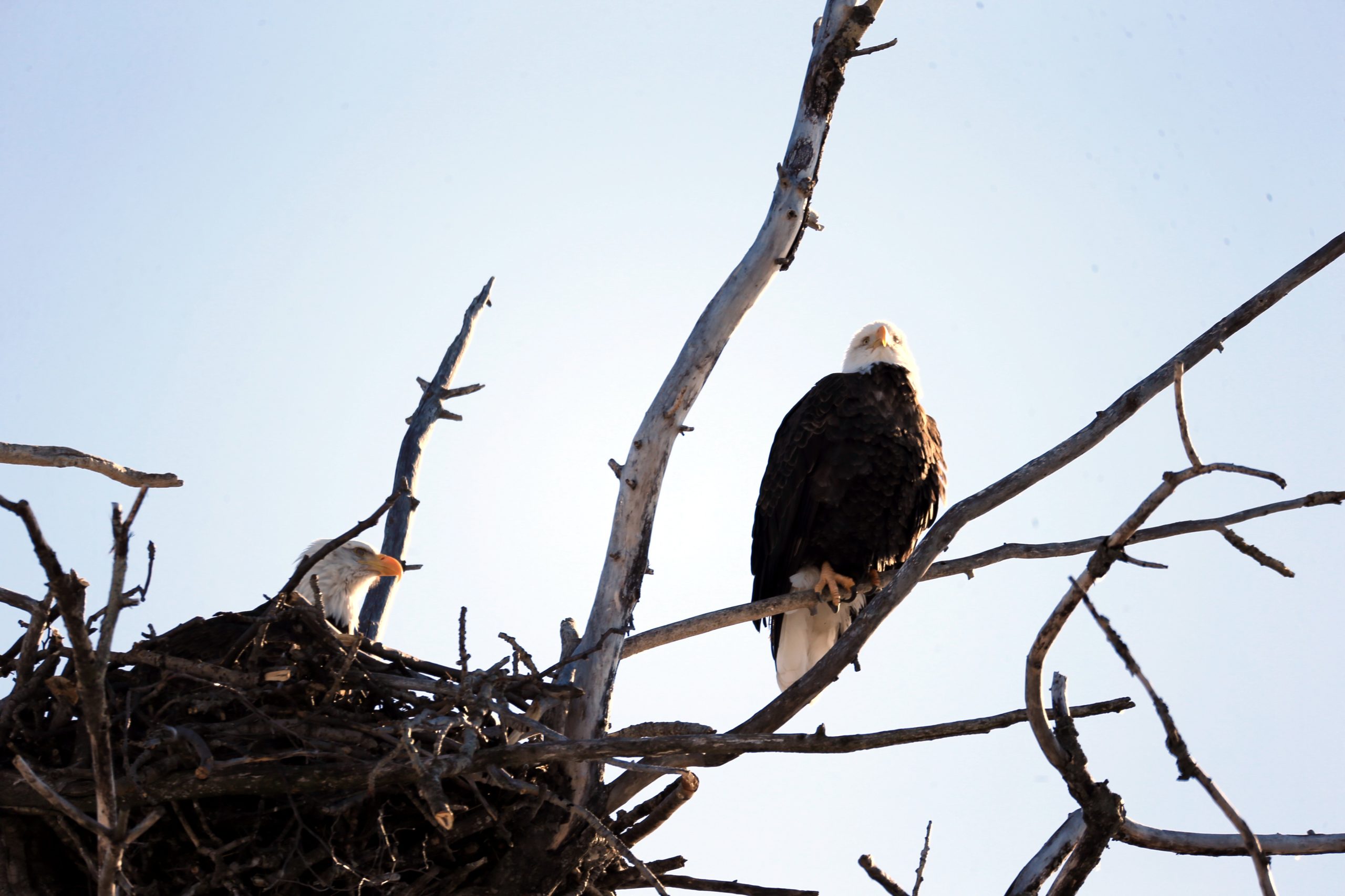 Eagle in Nest in Alaska