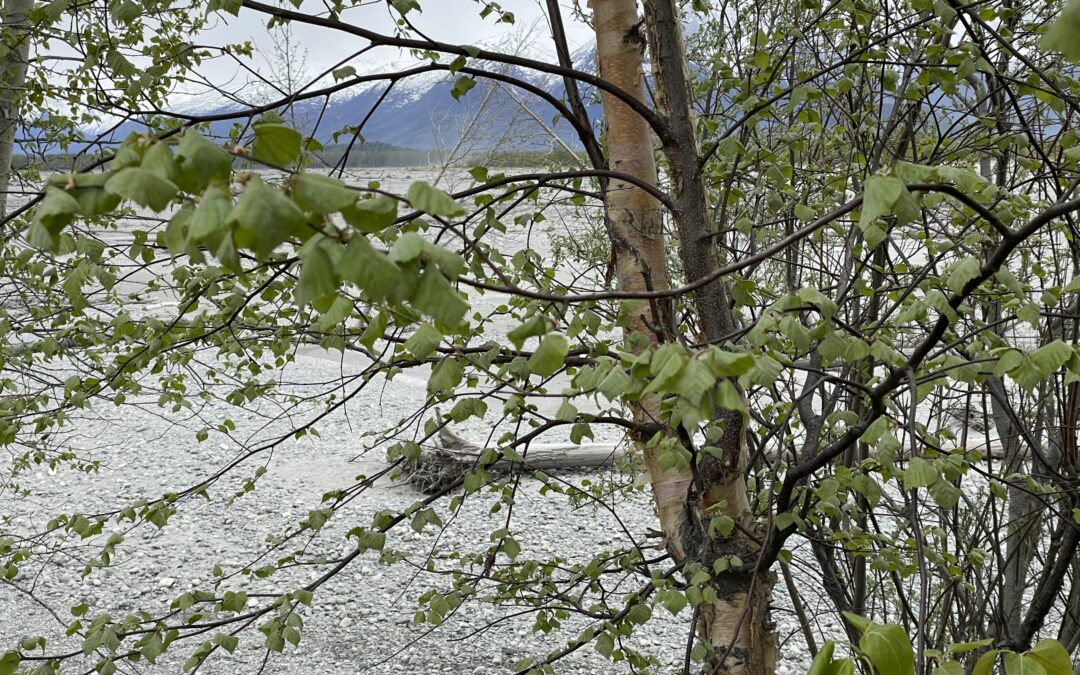 How Fast Does Spring Green in Palmer, Alaska