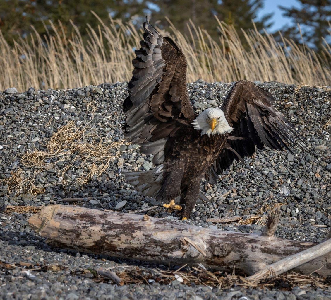 Eagle Alaska Feathers