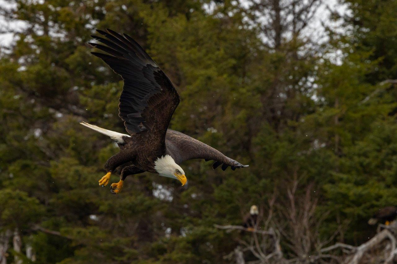 Eagle Flying Alaska