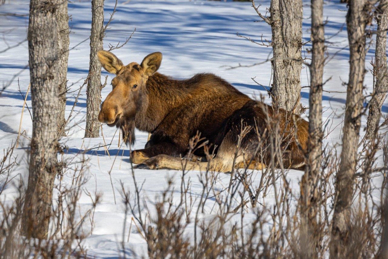 Moose sitting in the snow in Alaska