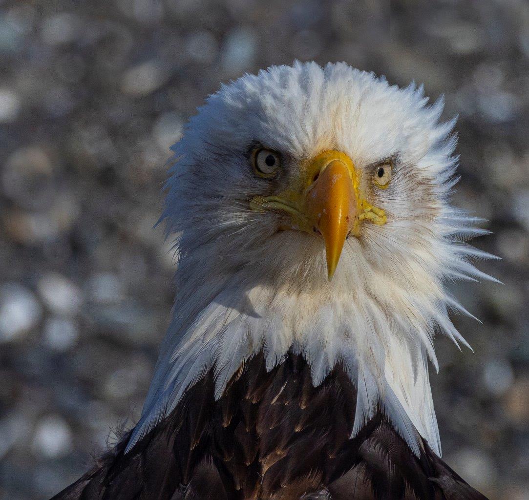 eagle Alaska