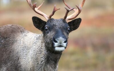 Discover the Magic of Alaska’s Reindeer Farm with Alaska Backcountry Cottages