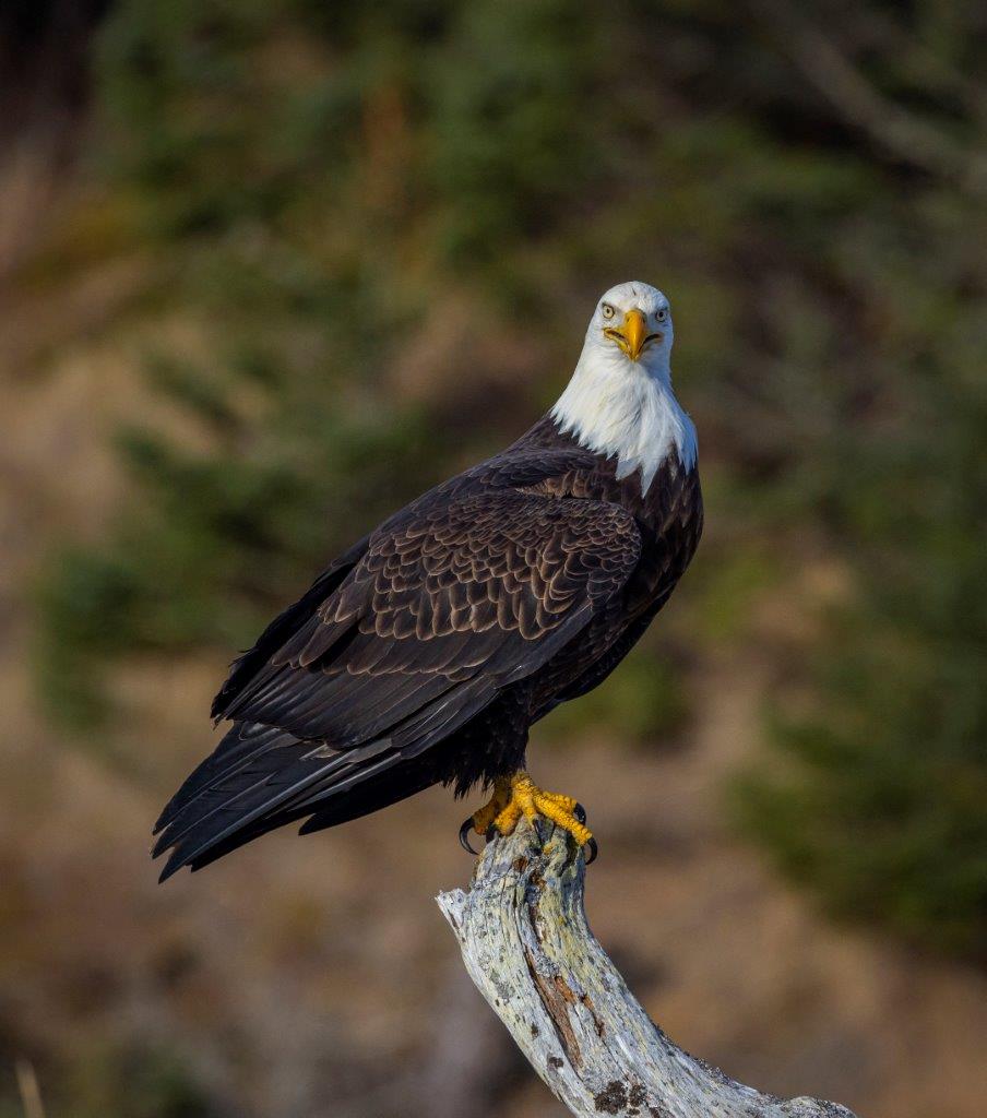 Alaska-Eagle-Sighting