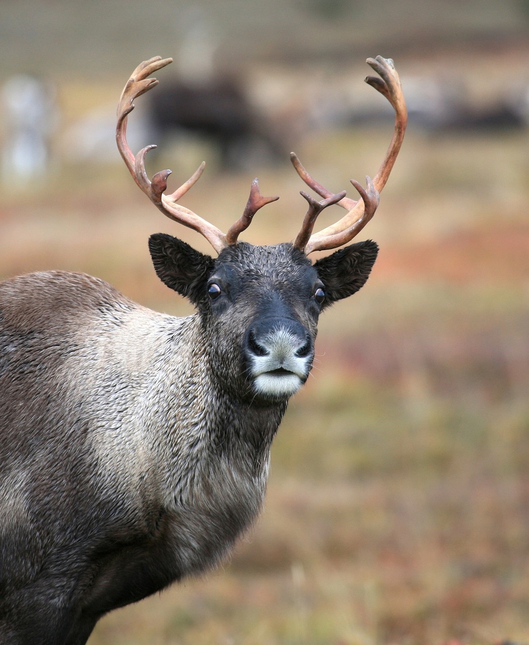 reindeer-farm-things-to-do-in-alaska