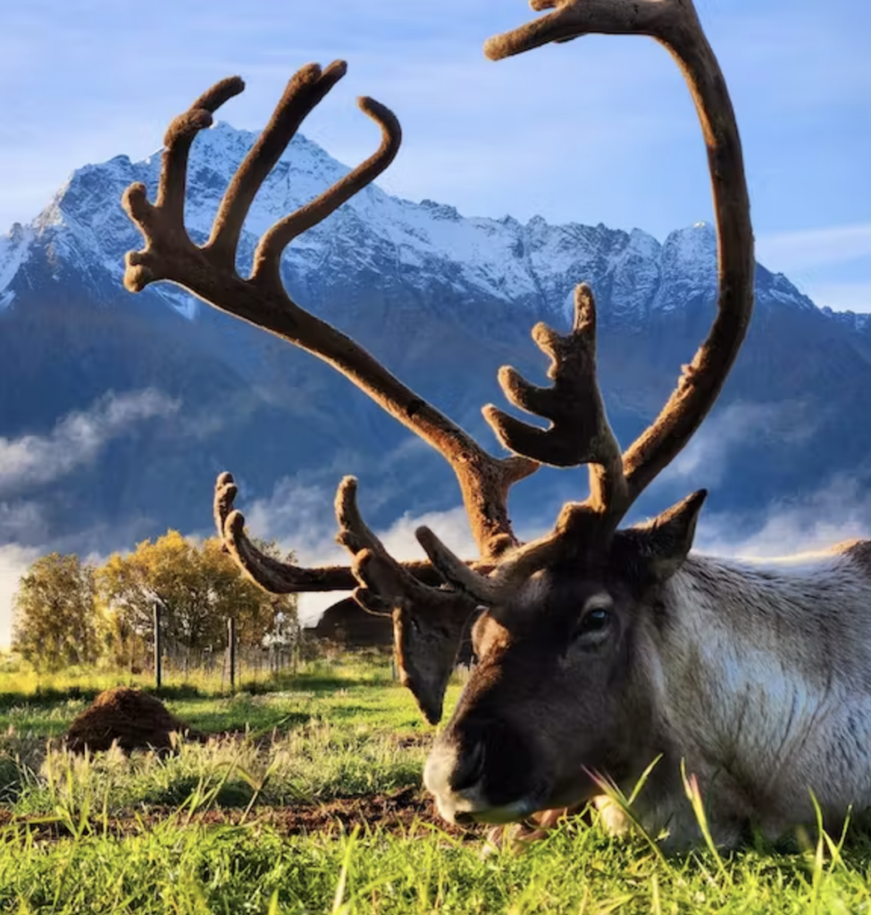 Reindeer Farm Palmer Alaska