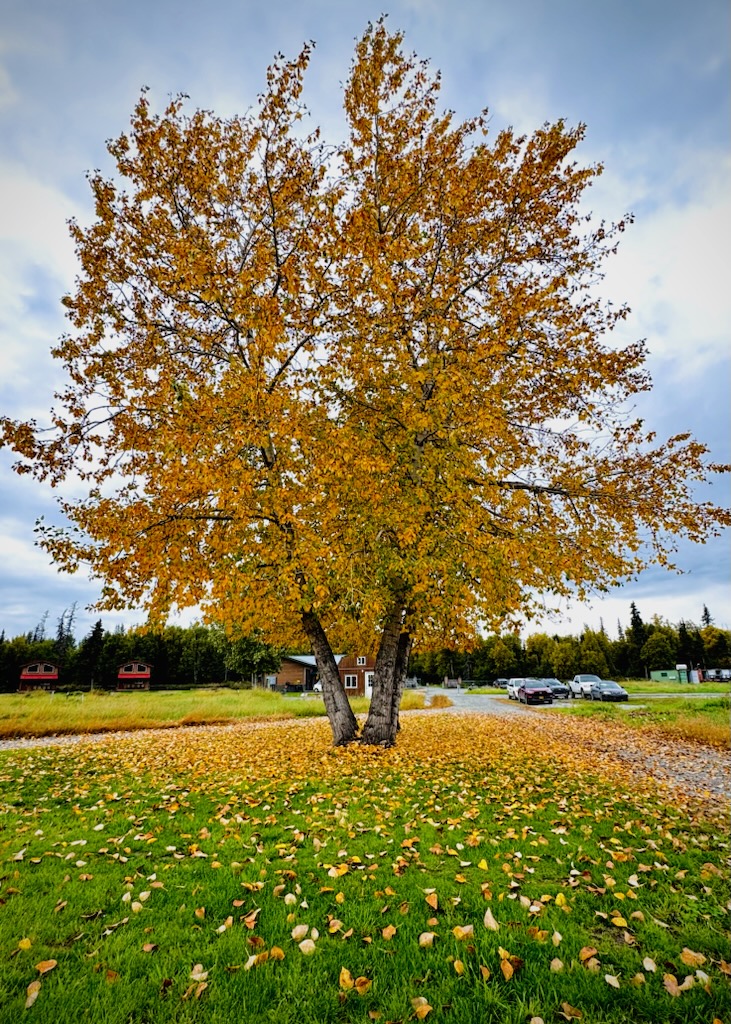 Experience the Beauty of September in Palmer, Alaska: A Cozy Stay at Alaska Backcountry Cottages